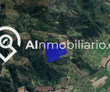 Imagen de la plantación de pinos maduros en el Predio Angostura en San Javier, una propiedad con árboles listos para ser cosechados y generar ingresos.