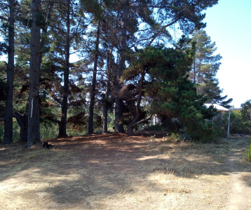 Foto de la parcela en venta en Subida Los Lobos, El Quisco, con abundante vegetación