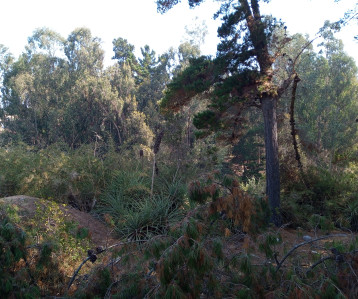 Foto de la parcela en venta en Subida Los Lobos, El Quisco, con vistas panorámicas del entorno natural