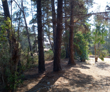 Imagen de la parcela en venta en Subida Los Lobos, El Quisco, ideal para construir una casa rodeada de árboles y naturaleza