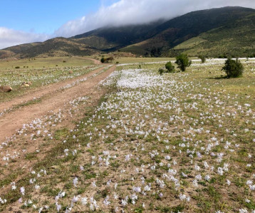 Imagen del terreno en venta en El Ajial, Los Vilos, una gran oportunidad de inversión